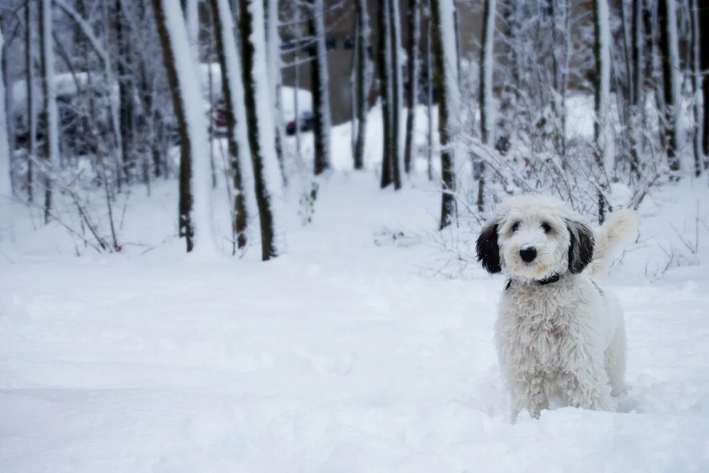 Sheepadoodle nella neve