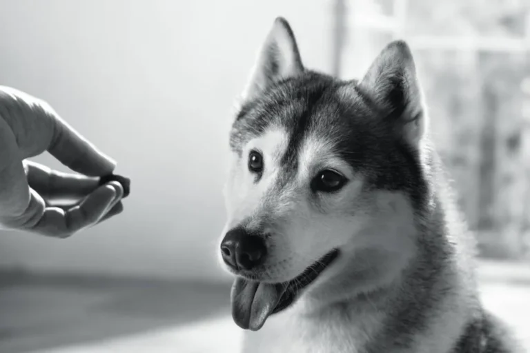cane mangia complemento alimentare