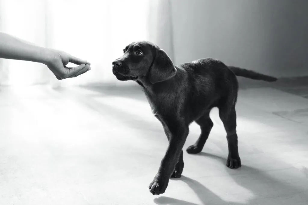 cane mangia snack complemento alimentare royal canin