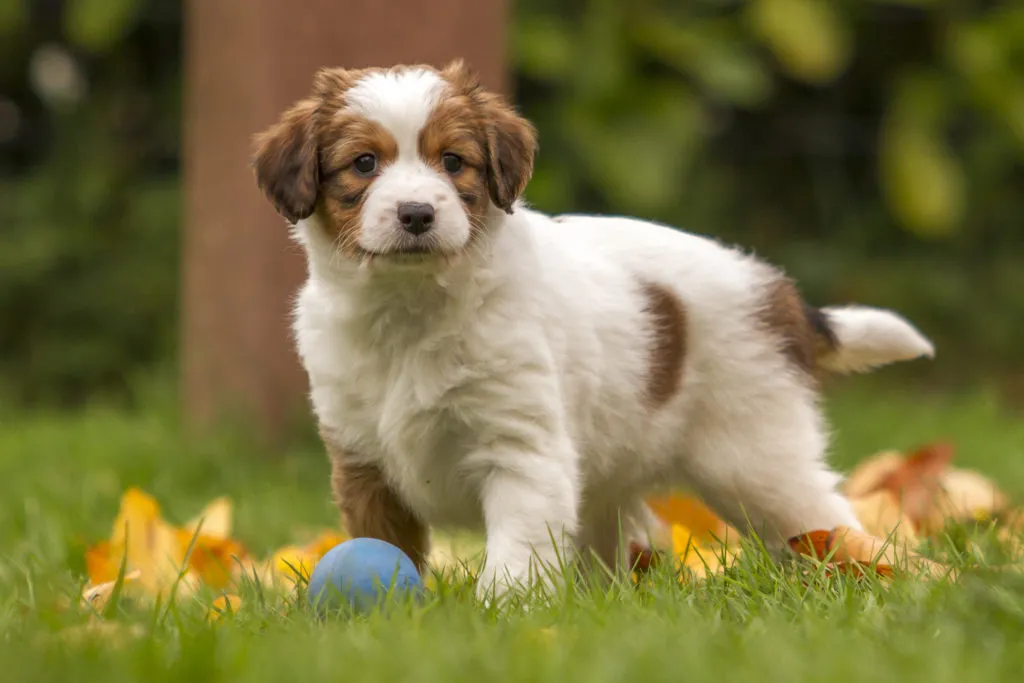 Kooikerhondje cucciolo