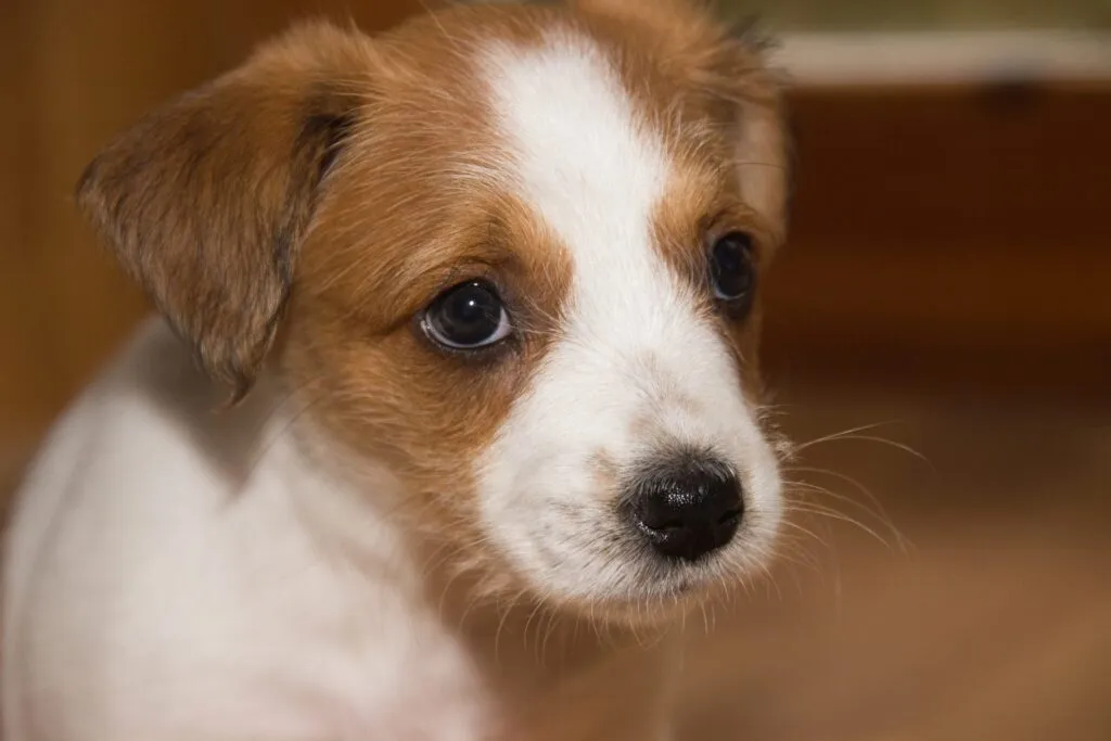 Kromfohrländer cucciolo