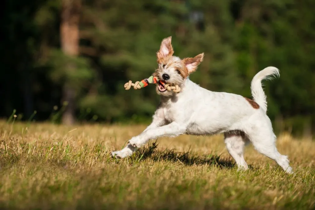 Kromfohrländer gioca nel parco