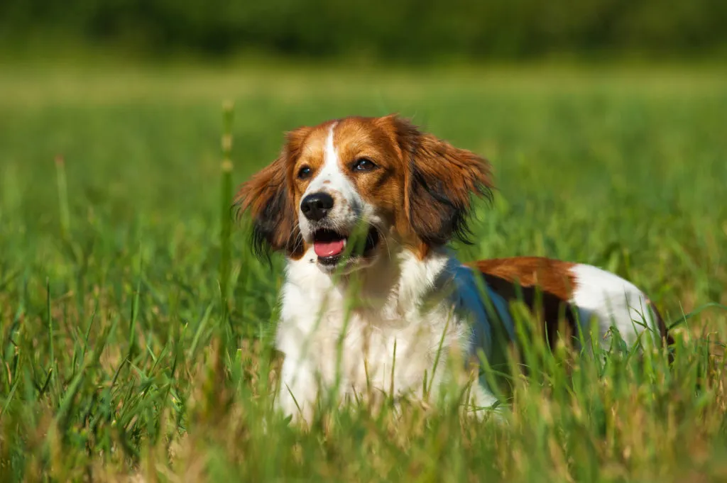 Nederlandse Kooikerhondje nel prato