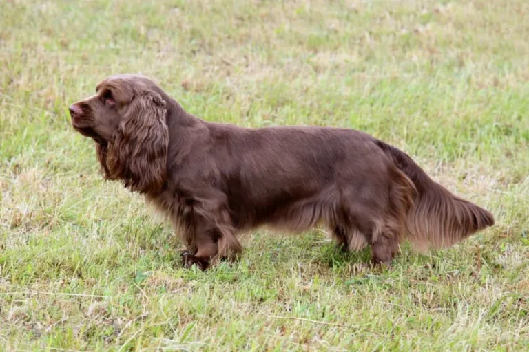 Sussex Spaniel