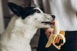 I cani possono mangiare le banane?