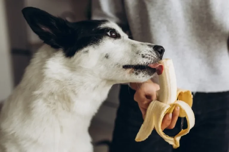 cane mangia banana