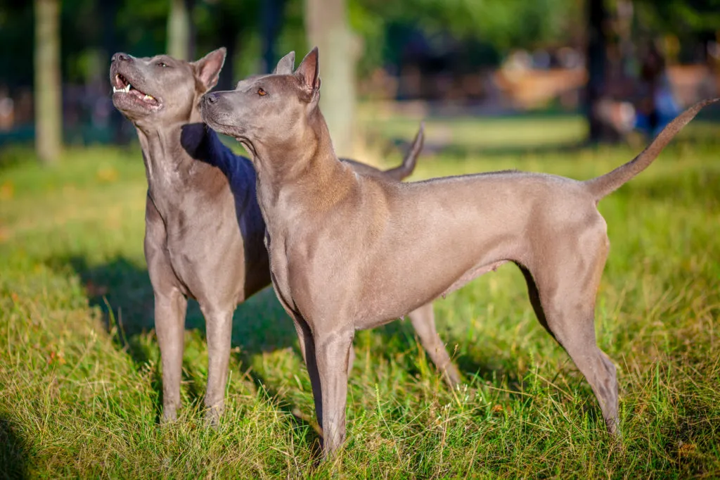 due thai ridgeback