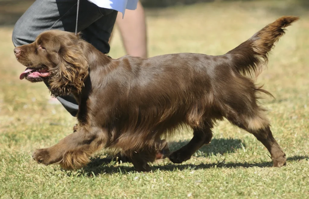 sussex spaniel al guinzaglio