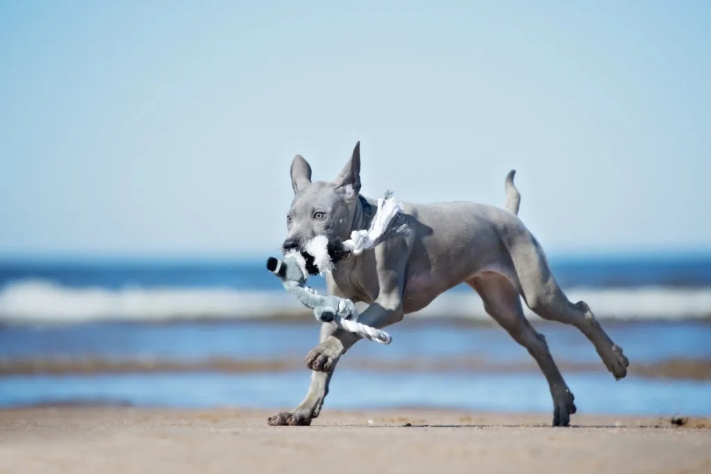 thai ridgeback cucciolo al mare