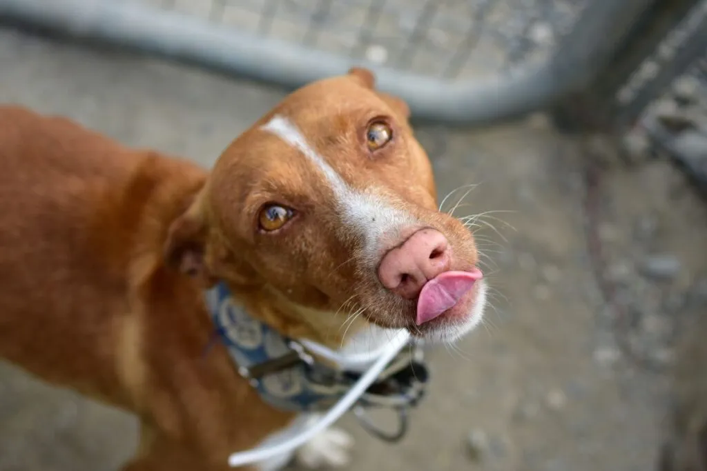 Pinscher Austriaco a pelo corto gioca