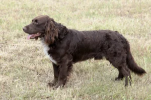 Spaniel Tedesco