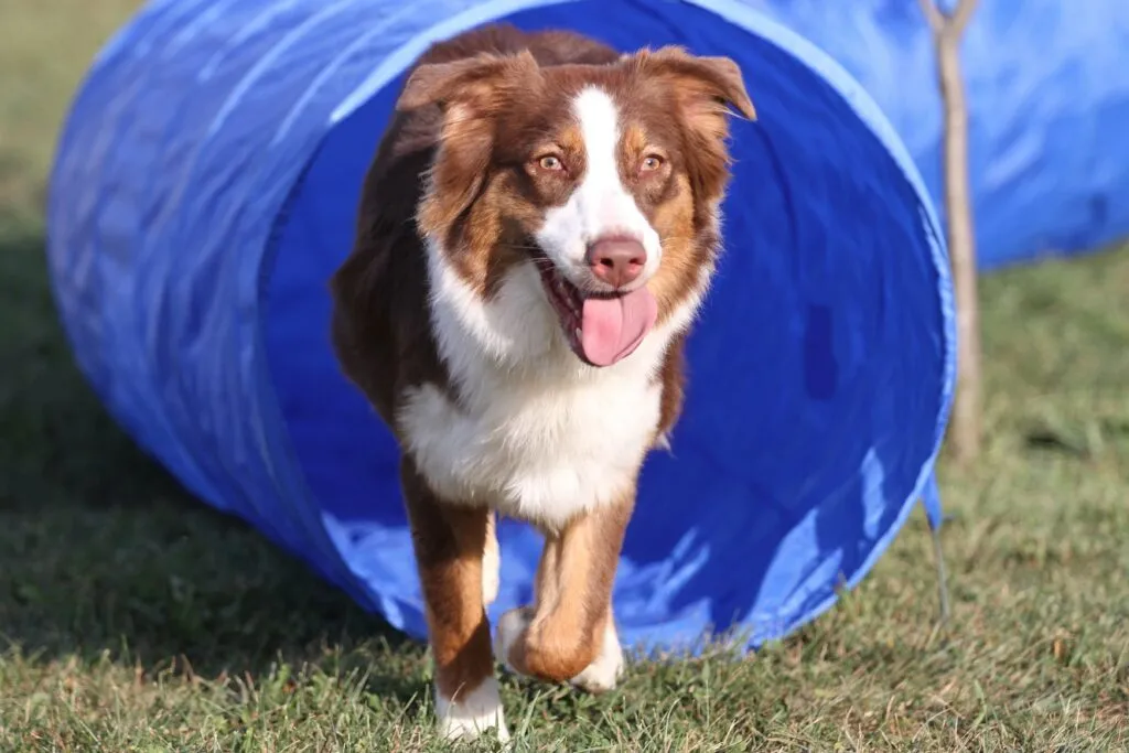 border collie tunnel degility