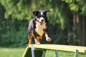 Degility: lo sport per cani a ritmo rilassato 