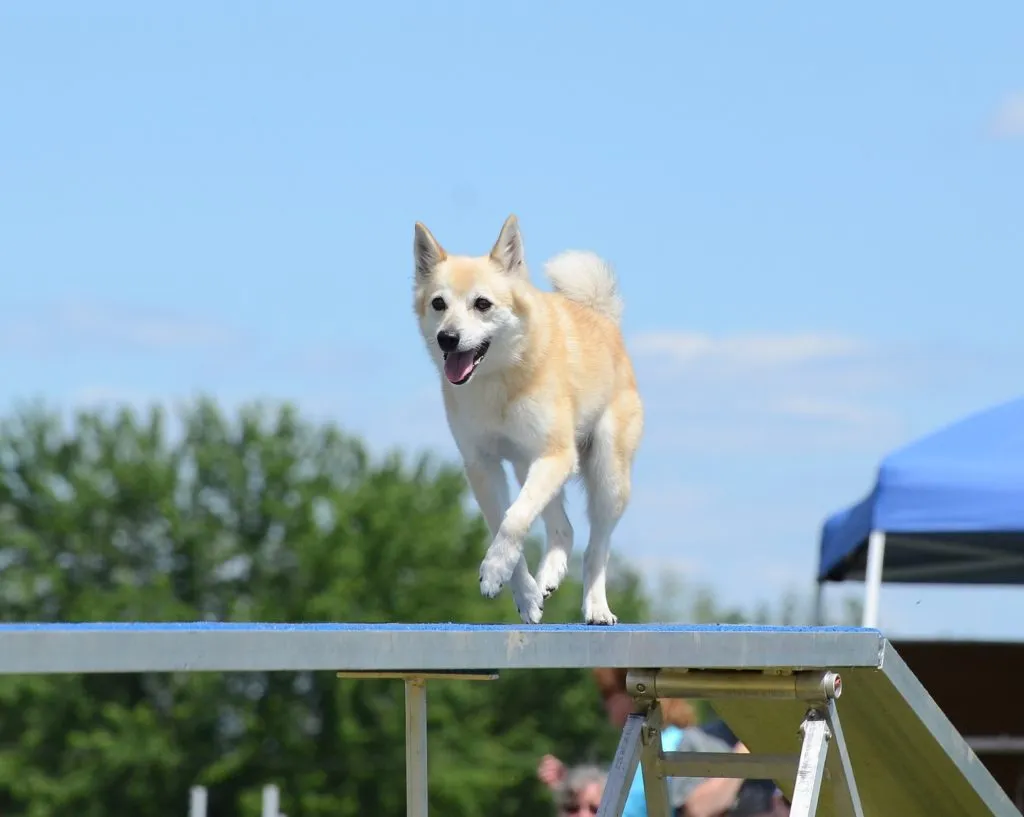 norsk buhund agility dog