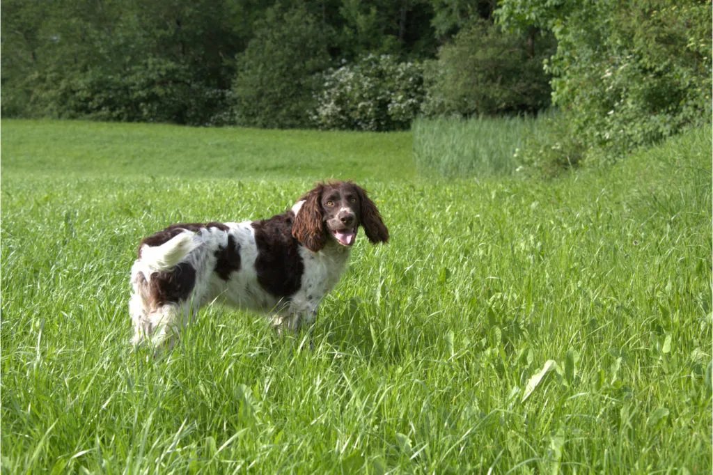 spaniel tedesco in prato