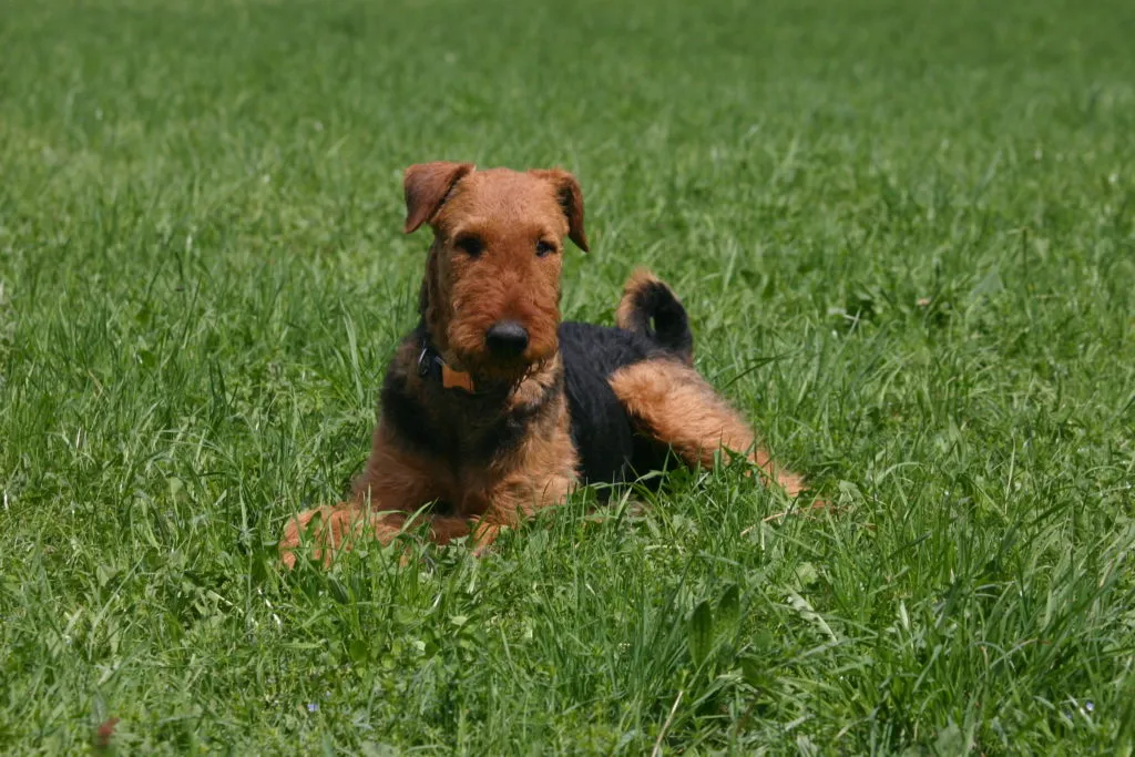 welsh terrier giardino