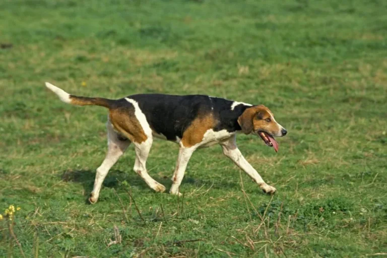 English Foxhound