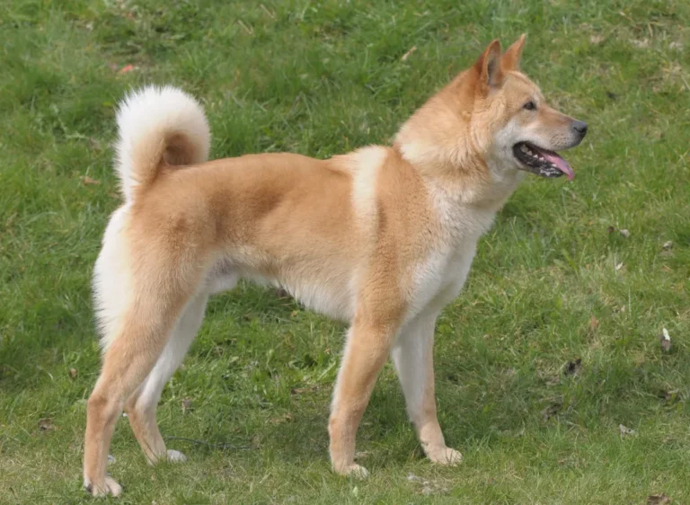 Korea Jindo Dog