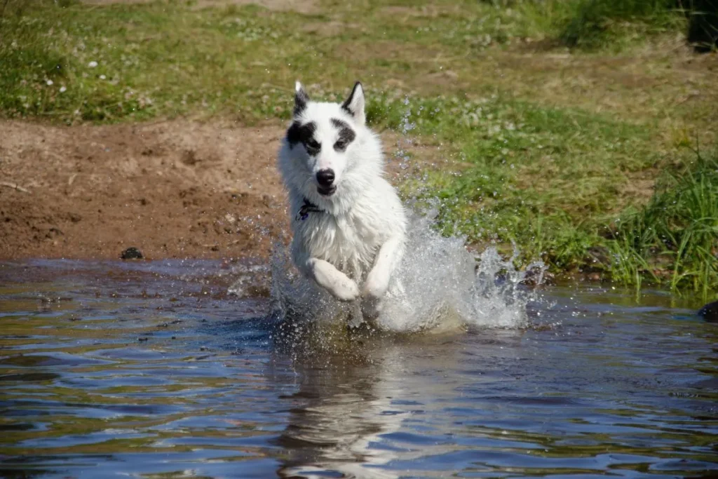 canadian eskimo dog in acqua