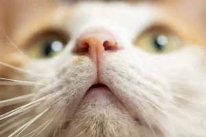 Carcinoma squamocellulare nel gatto: cause e sintomi