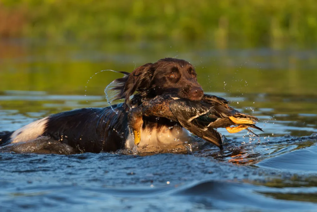 piccolo M&uuml;nsterl&auml;nder in acqua