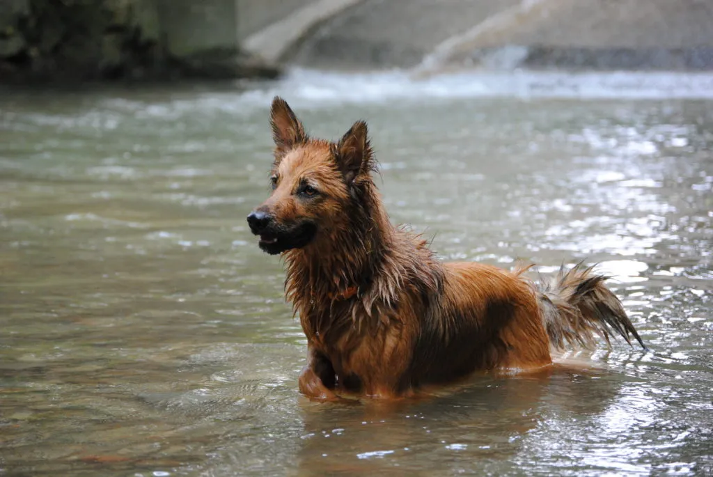 harzer fuchs in acqua