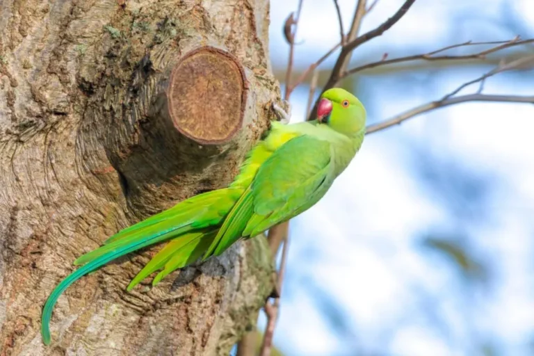 parrocchetto dal collare