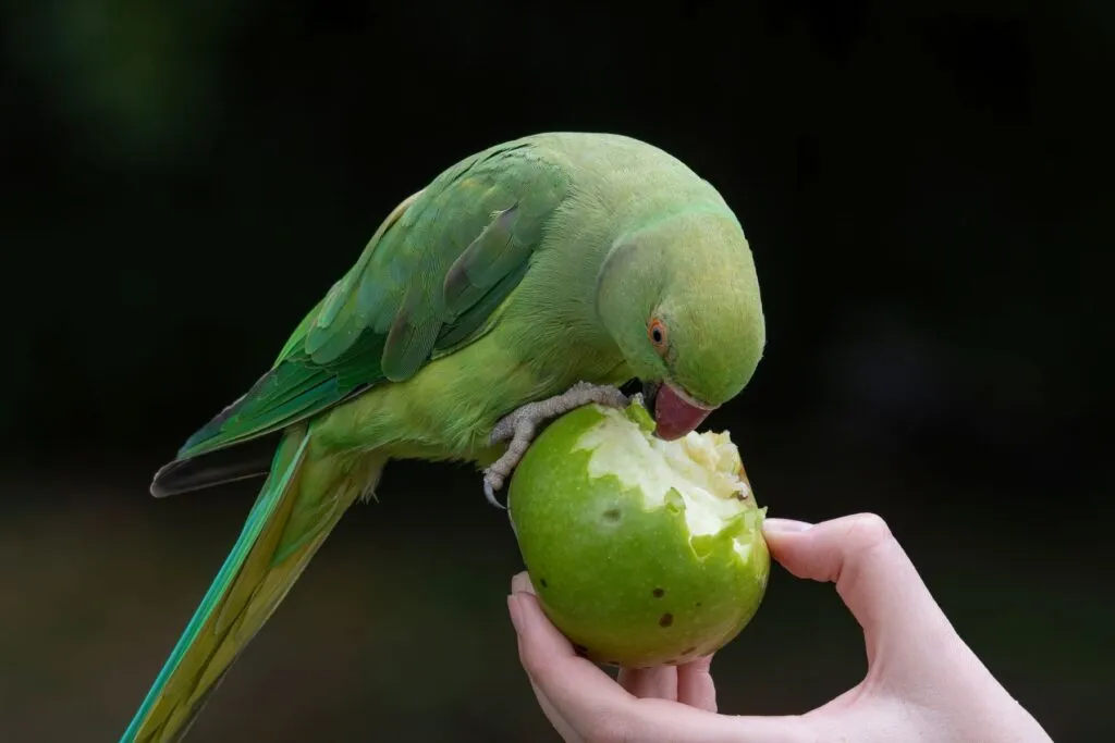 parrocchetto dal collare mangia mela