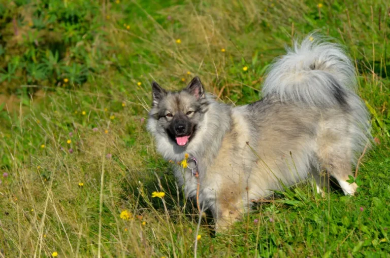 wolfspitz keeshond
