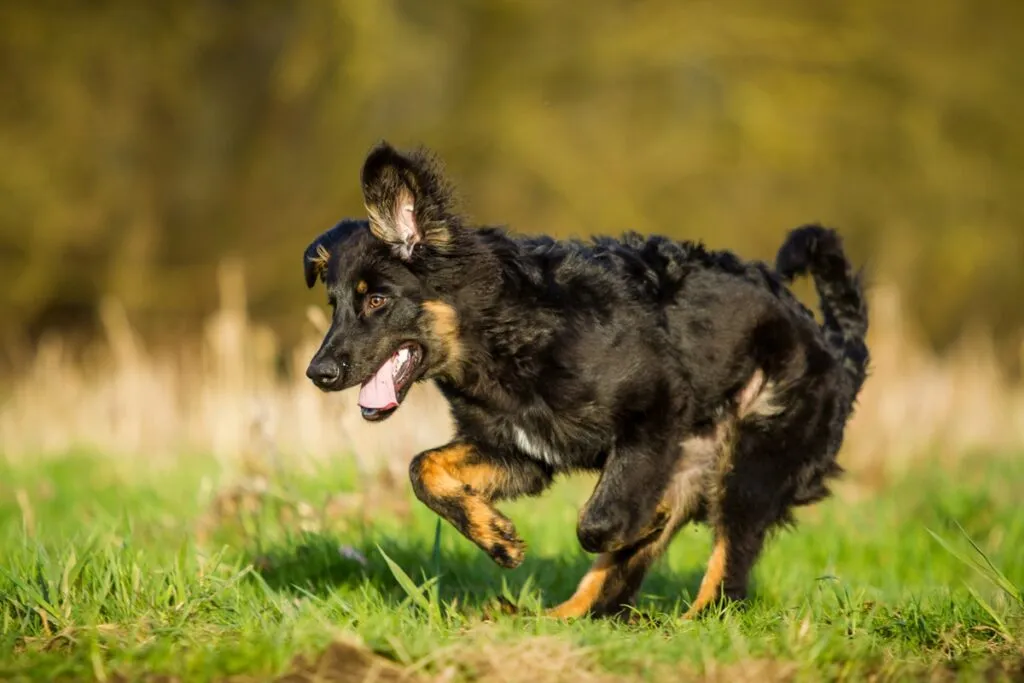 Gelbbacke pastorizia