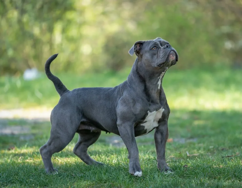 Olde English Bulldogge intelligente testardo