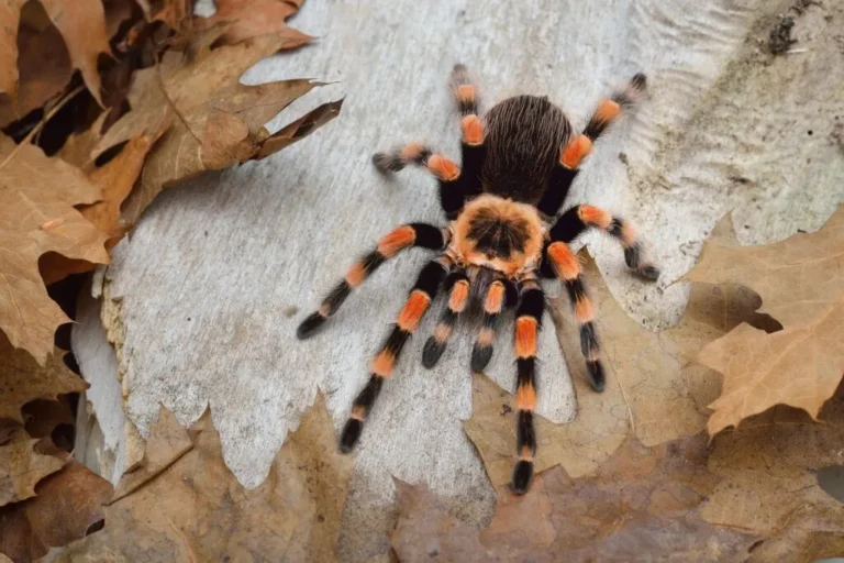 Tarantola messicana ginocchia rosse Brachypelma smithi