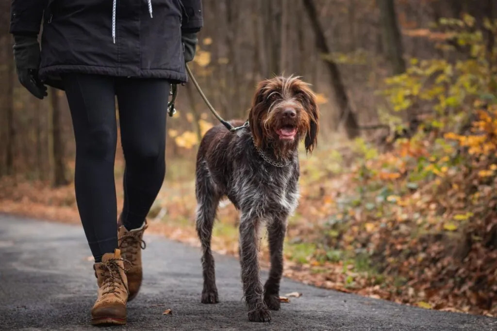 cane da ferma boemo pelo ruvido trekking