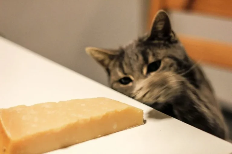 gatti possono mangiare formaggio