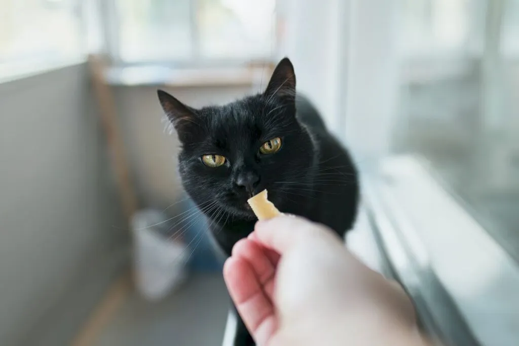 gatto mangia parmigiano