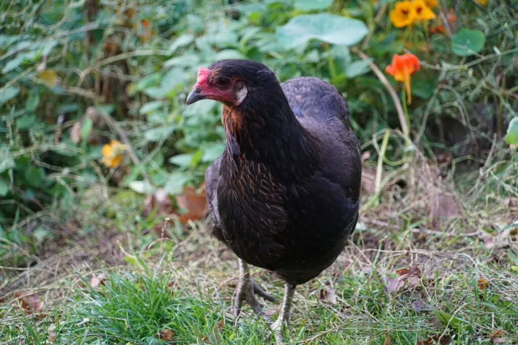maschio gallina araucana