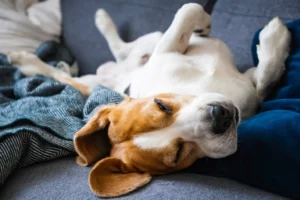Le posizioni del cane mentre dorme e il loro significato