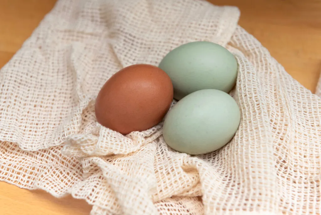uova gallina araucana colore azzurro turchese