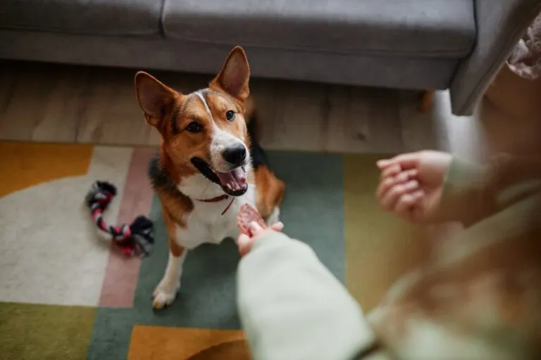 Giochi di intelligenza per cani