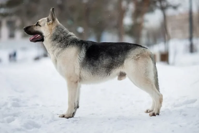 Cane Pastore Europa Orientale