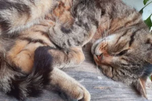 Coccidiosi nel gatto: sintomi e trattamento