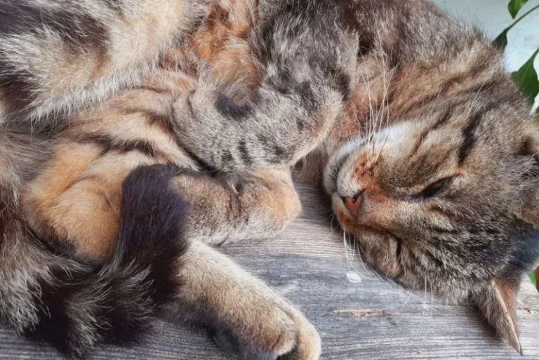 Coccidiosi nel gatto