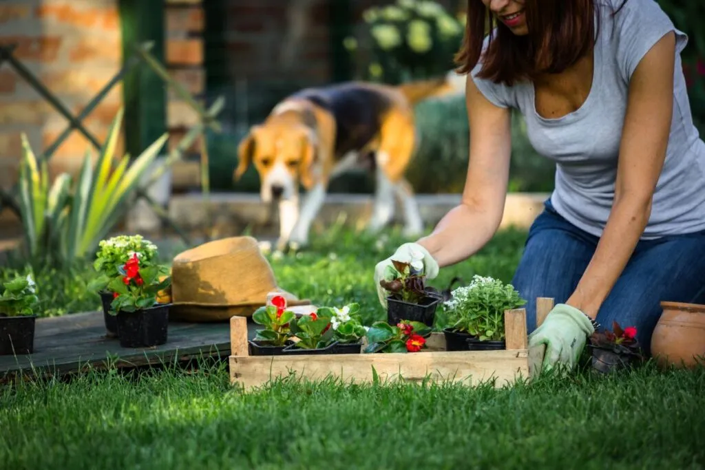 attenzione se cane mangia terra