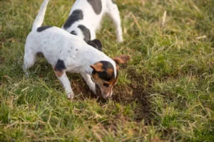 Il mio cane mangia la terra: cause, pericoli e soluzioni