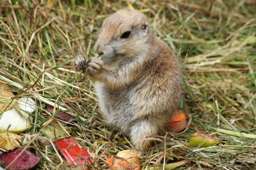cane prateria cibo