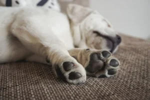 Osteocondrite dissecante nel cane (OCD)