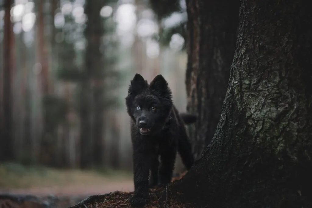 blue bay shepherd cucciolo