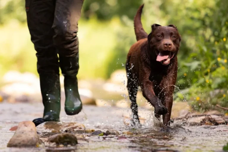 cane corre nel parco