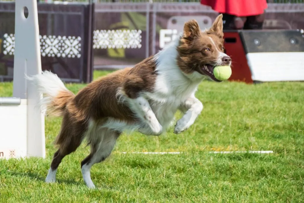 cane gioca flyball
