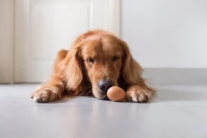 I cani possono mangiare le uova?